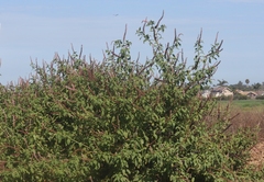 Phytolacca icosandra