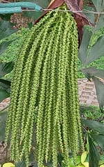 Caryota