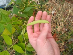 Phaseolus vulgaris