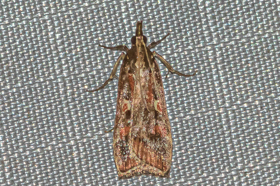 Hoploscopa cynodonta