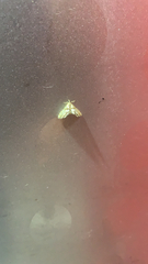 Petrophila fulicalis