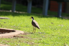 Vanellus miles novaehollandiae