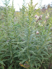 Solidago