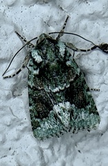 Lacinipolia explicata