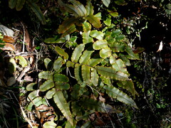 Blechnum procerum