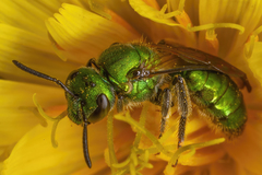 Augochlorella aurata