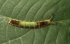 Catonephele acontius