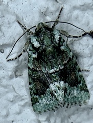 Lacinipolia explicata