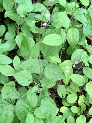 Hylodesmum