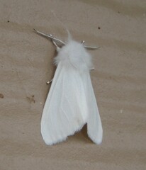 Spilosoma