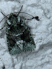 Lacinipolia explicata