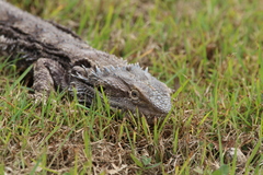Pogona barbata