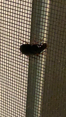 Pseudoophonus