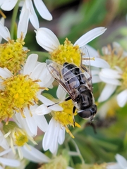 Eristalis dimidiata
