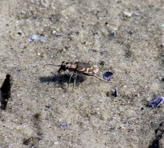 Cicindela repanda
