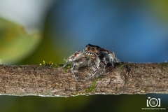 Phidippus richmani