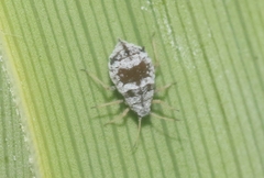 Melanaphis donacis