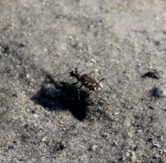Cicindela repanda