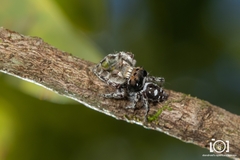 Phidippus richmani