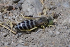 Bembix americana comata