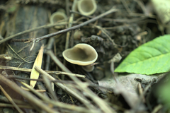 Pezizaceae