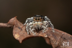 Phidippus richmani