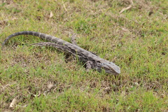 Pogona barbata