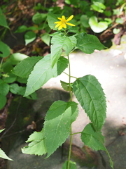 Helianthus decapetalus