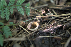Pezizaceae