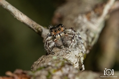 Phidippus richmani
