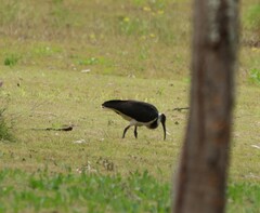Threskiornis spinicollis
