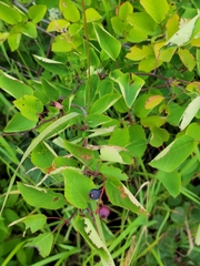 Amelanchier alnifolia
