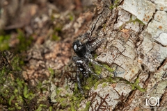 Phidippus richmani