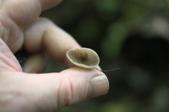 Pezizaceae