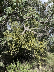 Phoradendron leucarpum