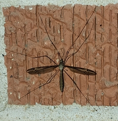 Tipula furca