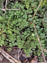 Adiantum aethiopicum