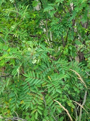 Sorbus decora