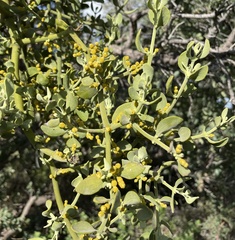 Phoradendron leucarpum