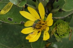 Agapostemon virescens