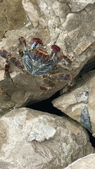 Grapsus grapsus