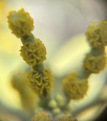 Phoradendron leucarpum