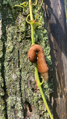 Eumorpha pandorus