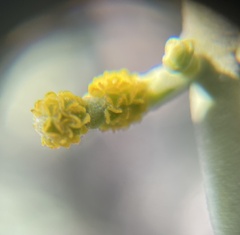 Phoradendron leucarpum