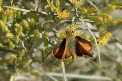 Ochlodes sylvanoides