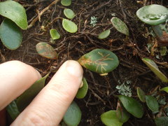 Philocryptica polypodii