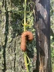 Eumorpha pandorus