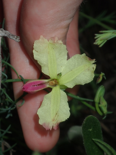 Image of Leschenaultia linarioides by (c) Thomas Mesaglio, some rights reserved (CC BY)