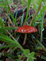 Leratiomyces ceres