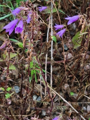 Campanula rapunculoides